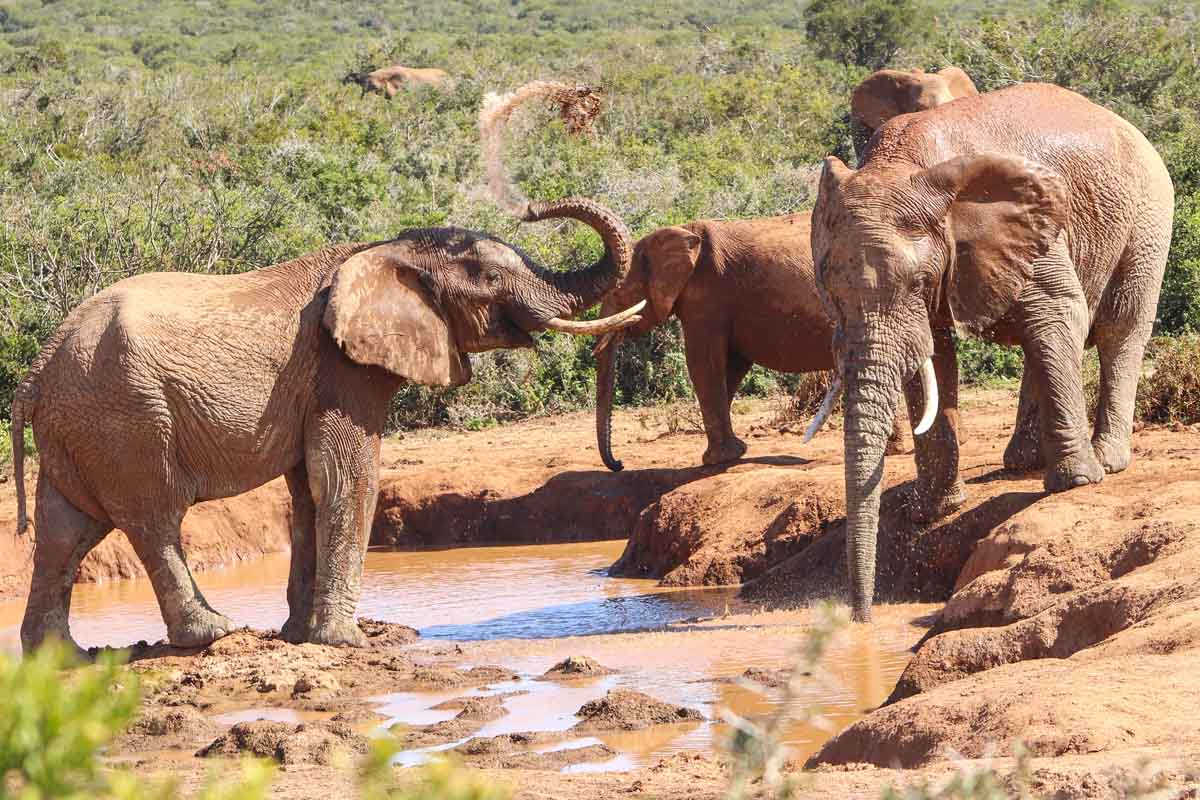 Sfeerfoto van olifanten in zuid afrika